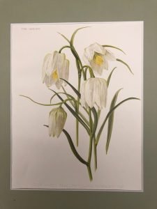 WHITE SNAKE’S HEAD FRITILLARIA MENEAGRIS VAR – BULBACEE, FRITILLARIA