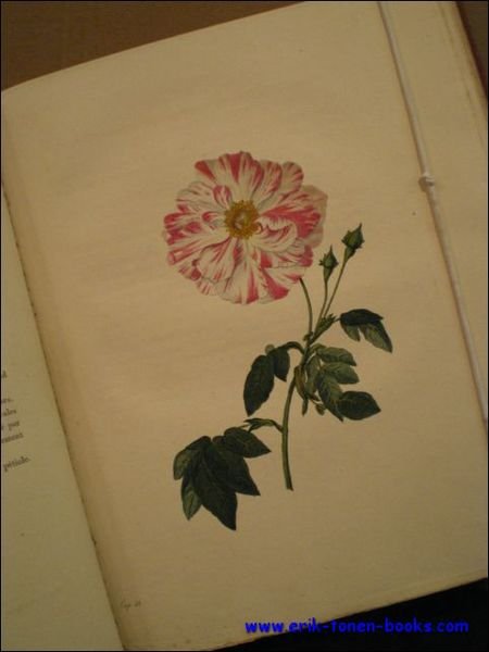 Rosen nach der Natur gezeichnet und colorirt mit kurzen botanischen … | Immagine Gallery 1