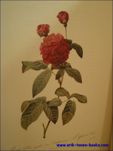 Roses, par P.J. Redoute, peintre de fleurs, dessinateur en titre …