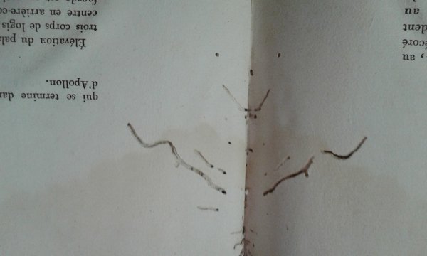 PALAIS, MAISONS, ET AUTRES EDIFICES MODERNES, DESSINES A ROME - …