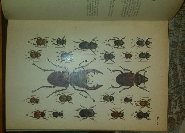 Atlante entomologico (esclusi i lepidotteri). Quaranta tavole a colori con …