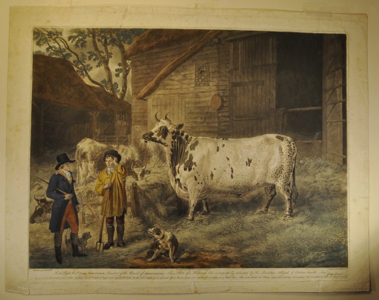 The Holderness Cow