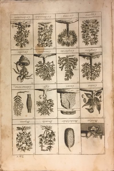 DIZIONARIO OVERO TRATTATO UNIVERSALE DELLE DROGHE SEMPLICI. In cui si …