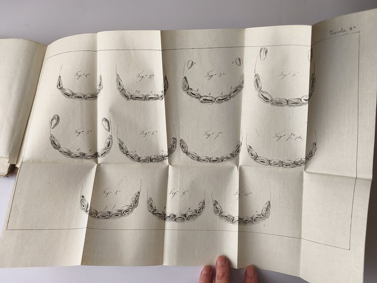 Manuale di Ippiatrica Militare ossia ristretto metodico delle condizioni veterinarie …