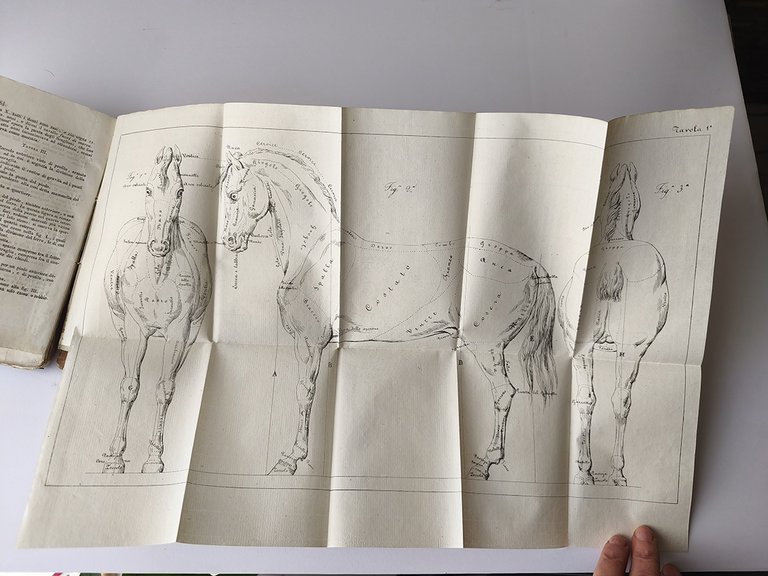 Manuale di Ippiatrica Militare ossia ristretto metodico delle condizioni veterinarie …