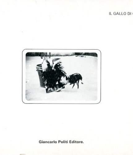 Il gallo di Gallura.