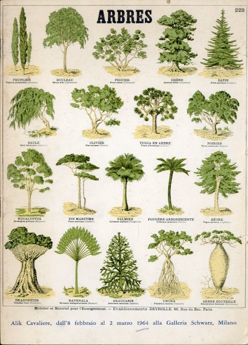 (Cavaliere) Alik Cavaliere dall'8 febbraio al 2 marzo 1964. Arbres. | Immagine principale