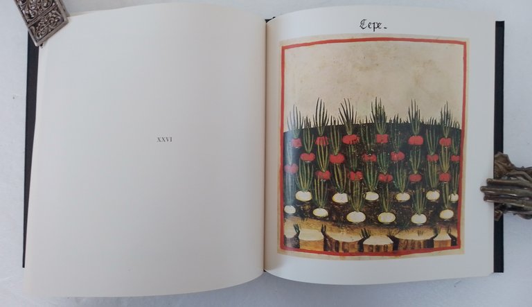 Erbe e consigli dal codice 4182 della Biblioteca Casanatense