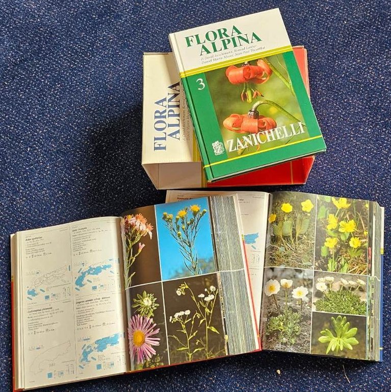 FLORA ALPINA