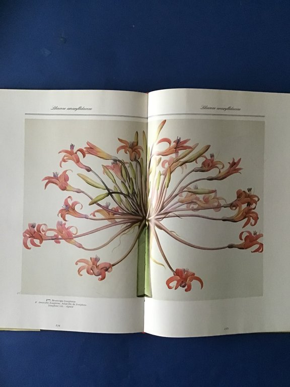 REDOUTE' 468 ACQUARELLI DA "LES LILIACEES"