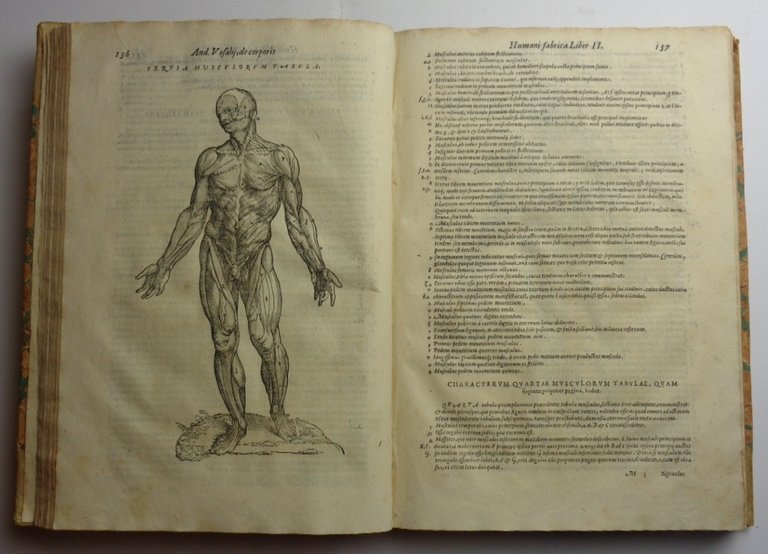 ANDREAE VESALII ANATOMIA. Addita nunc postremo etiam Antiquorum anatome.