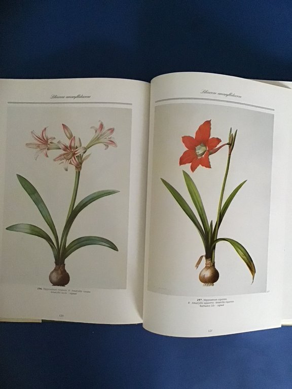 REDOUTE' 468 ACQUARELLI DA "LES LILIACEES"