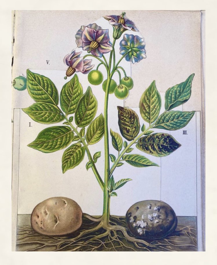 Botanica per tutti