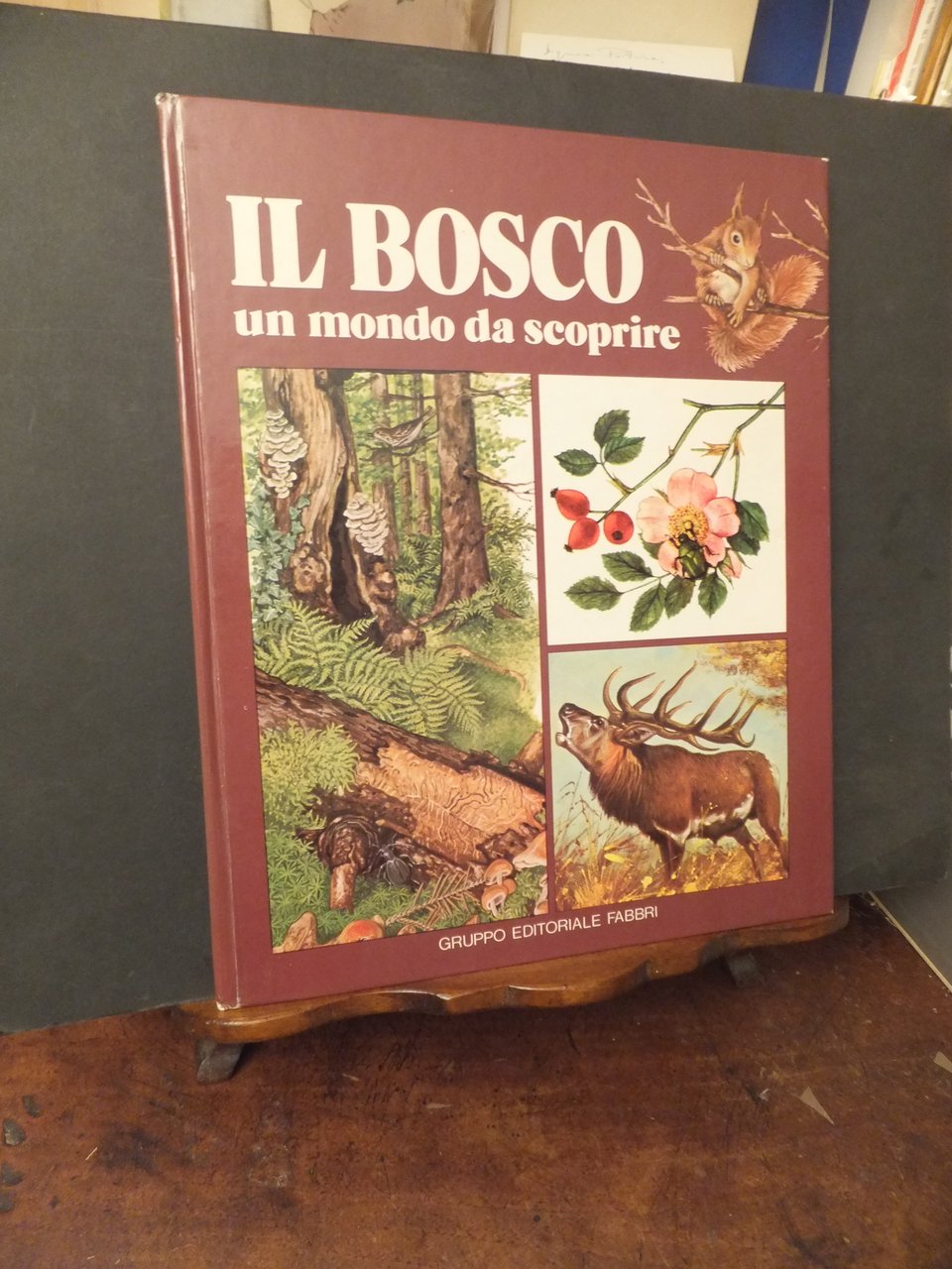 IL BOSCO UN MONDO DA SCOPRIRE