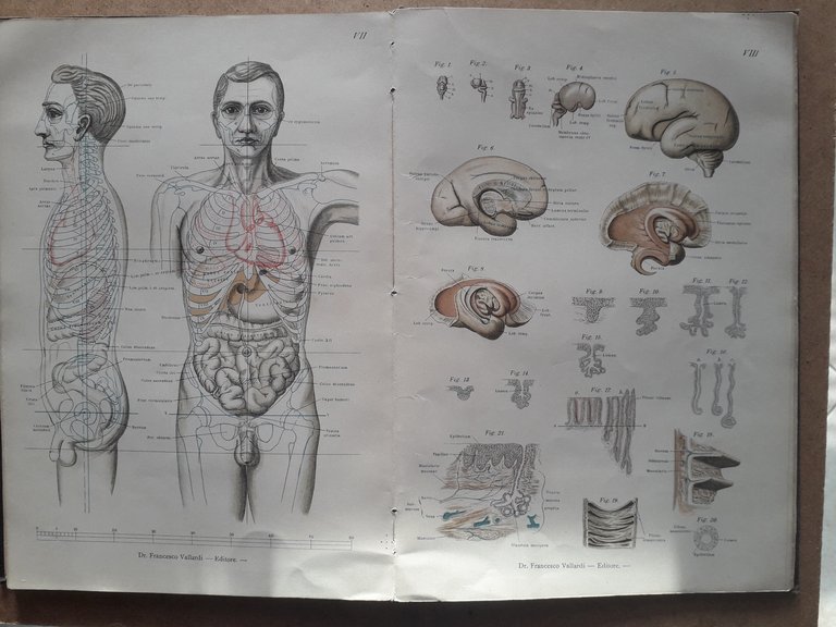 Atlante di Embriologia e di Anatomia Topografica dell'uomo