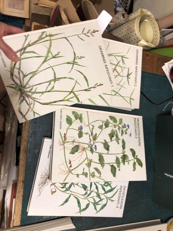 GRAMINACEE INFESTANTI 1 E 2; 3.MONOCOTILEDONI INFESTANTI; 4.DICOTILEDONI INFESTANTI , … | Immagine Gallery 6