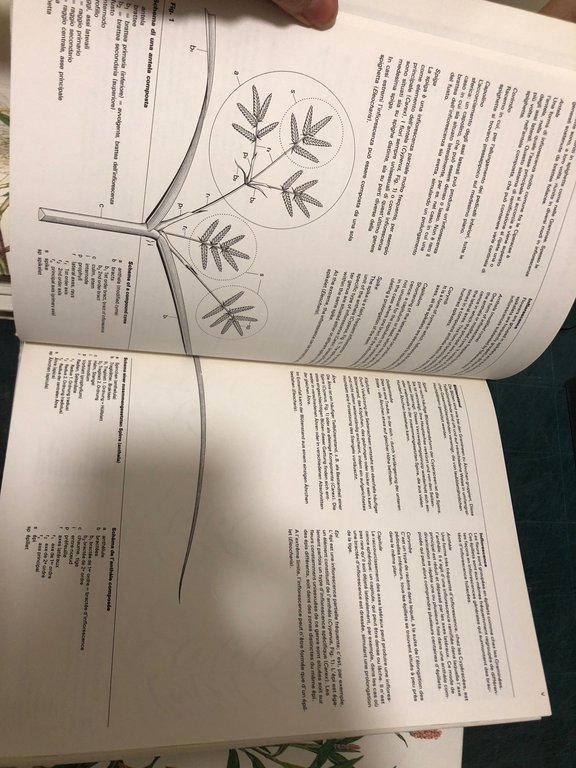 GRAMINACEE INFESTANTI 1 E 2; 3.MONOCOTILEDONI INFESTANTI; 4.DICOTILEDONI INFESTANTI , … | Immagine Gallery 7