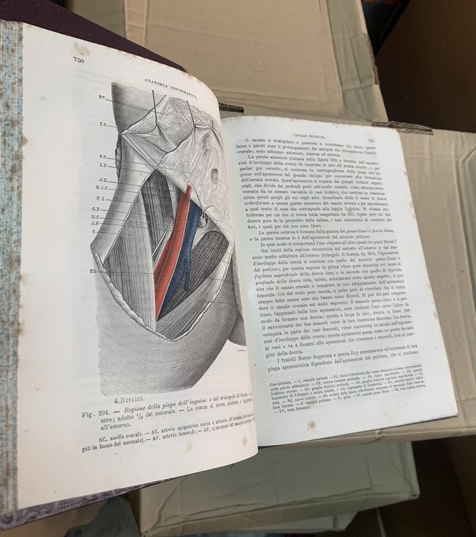 Trattato di anatomia topografica con applicazioni alla chirurgia