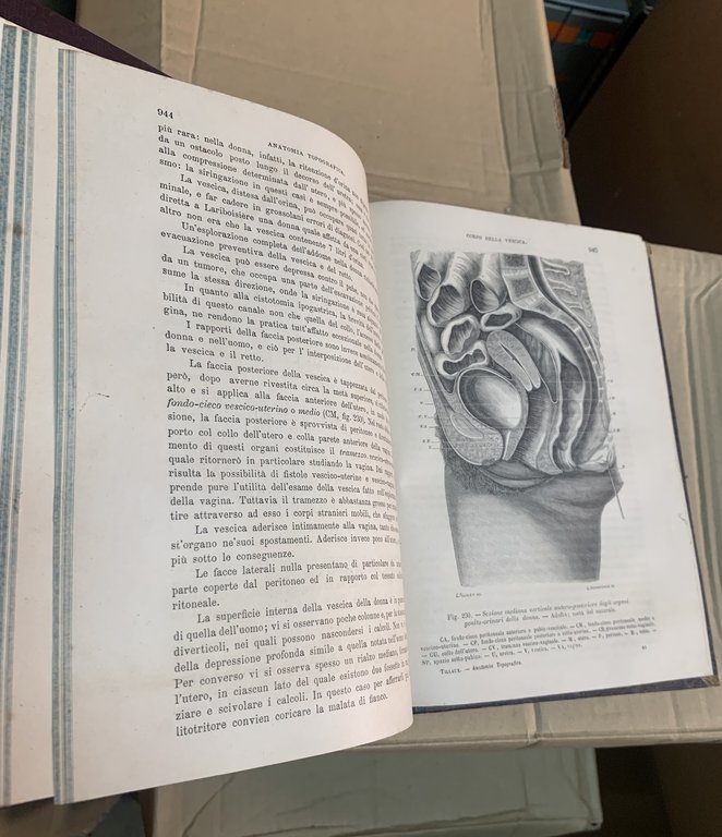 Trattato di anatomia topografica con applicazioni alla chirurgia