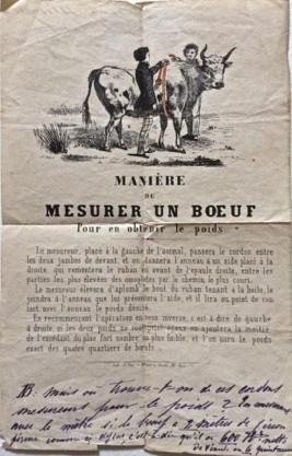 Manière de mesurer un Boeuf pour obtenir le poids.