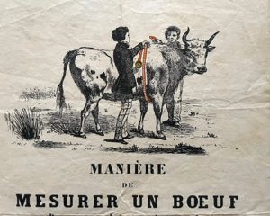 Manière de mesurer un Boeuf pour obtenir le poids.