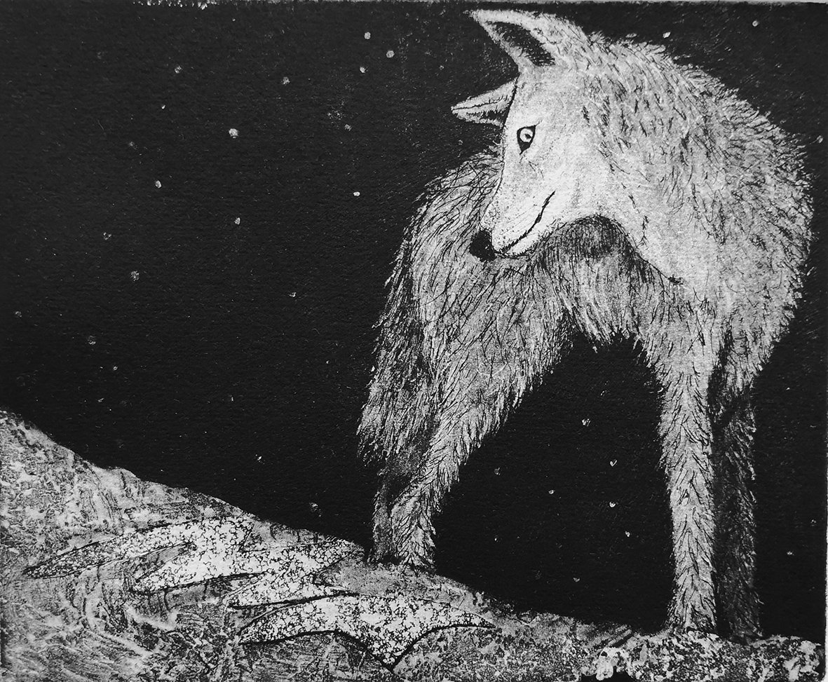 Il coyote.