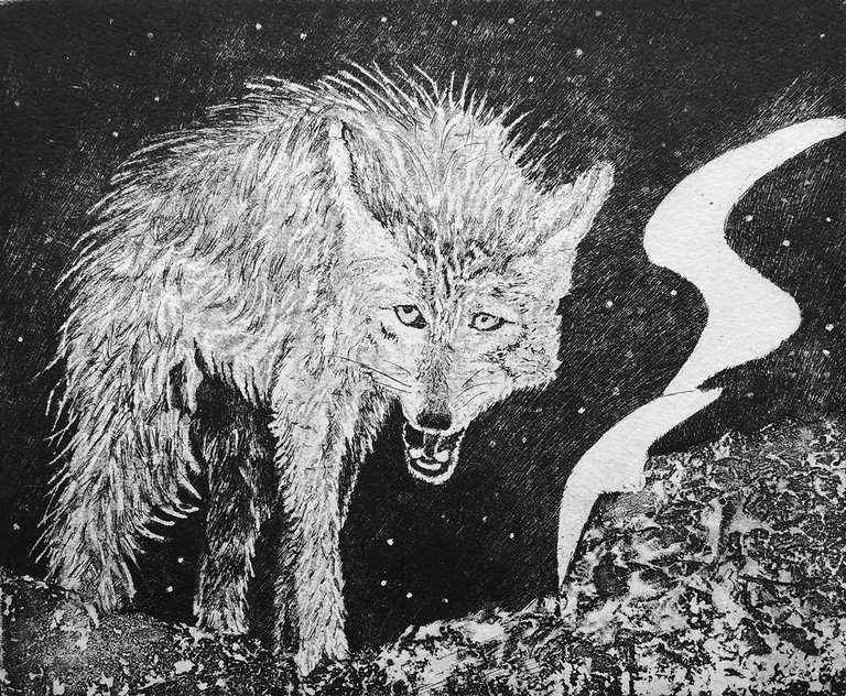 Il coyote.