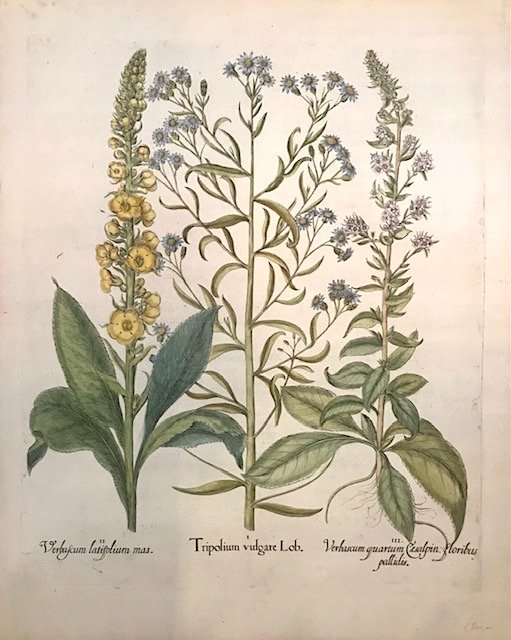 I. Tripolium vulgare Lob. II. Verbascum latifolium mas. III. Verbascum …