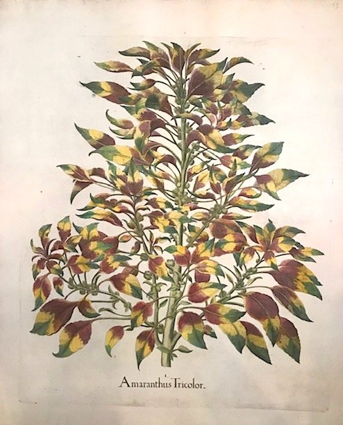 Amaranthus Tricolor