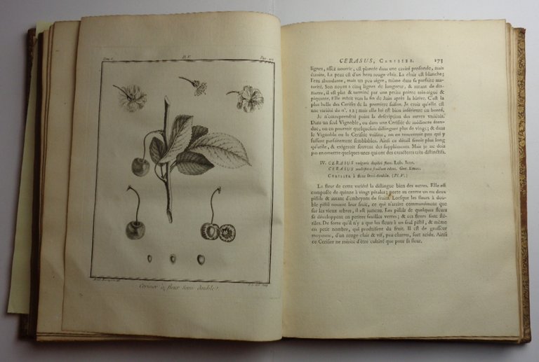 TRAITÉ DES ARBRES FRUITIERS, contenant leur figure, leur description, leur …