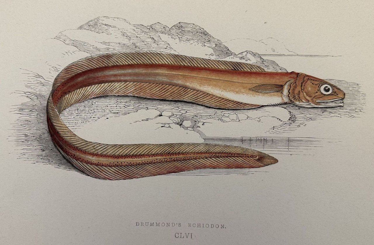 DRUMMOND'S ECHIODON