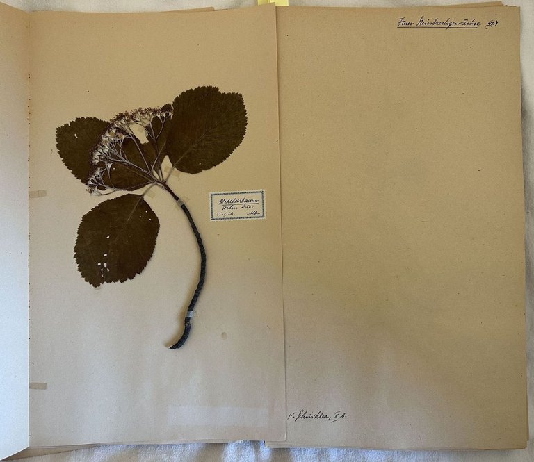 HERBARIUM 1920/24 K. SCHINDLER