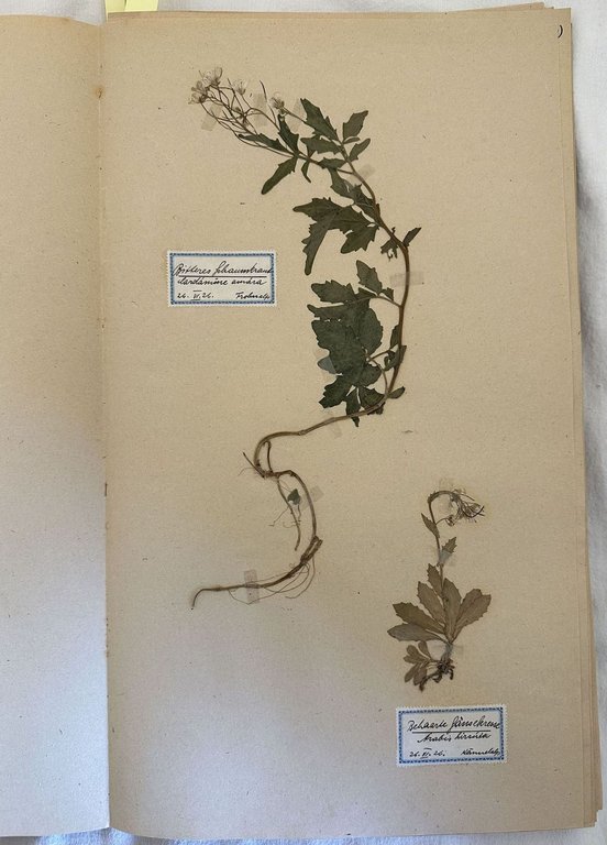 HERBARIUM 1920/24 K. SCHINDLER