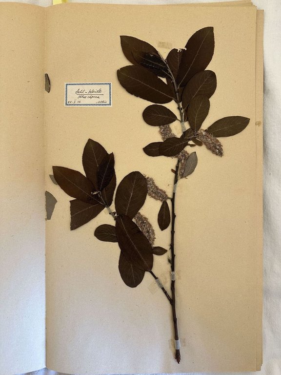 HERBARIUM 1920/24 K. SCHINDLER