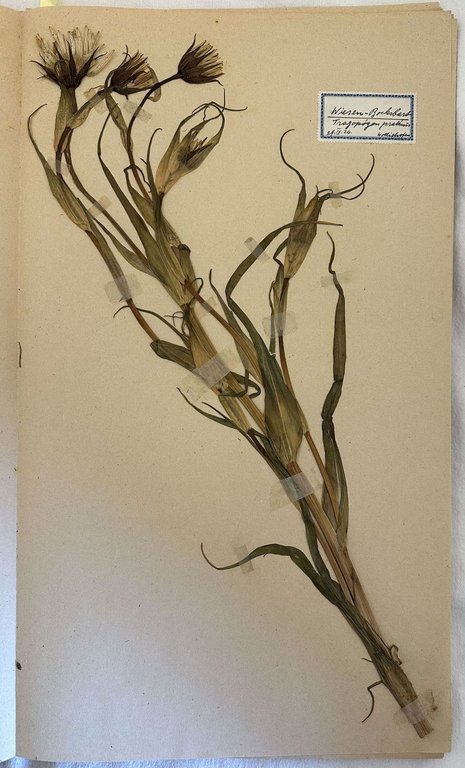 HERBARIUM 1920/24 K. SCHINDLER