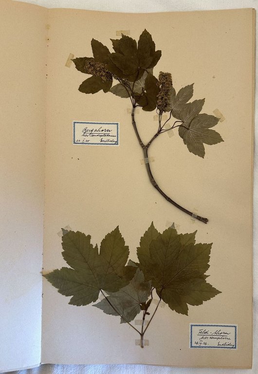 HERBARIUM 1920/24 K. SCHINDLER