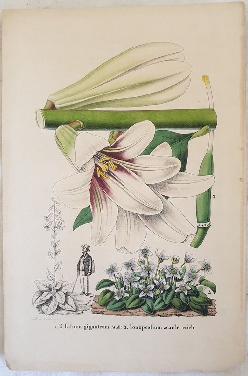 Lilium giganteum Ionopsidium acaule reich