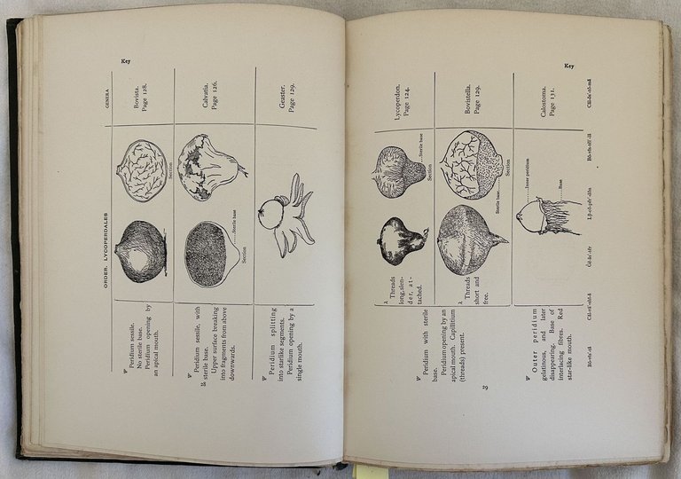 THE MUSHROOM BOOK A POPULAR GUIDE TOT HE IDENTIFICATION AND …