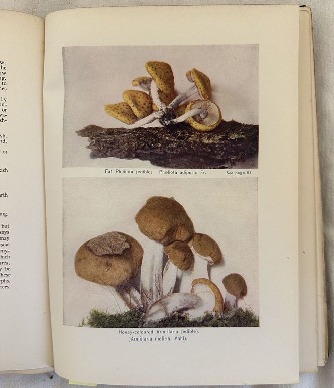 THE MUSHROOM BOOK A POPULAR GUIDE TOT HE IDENTIFICATION AND …