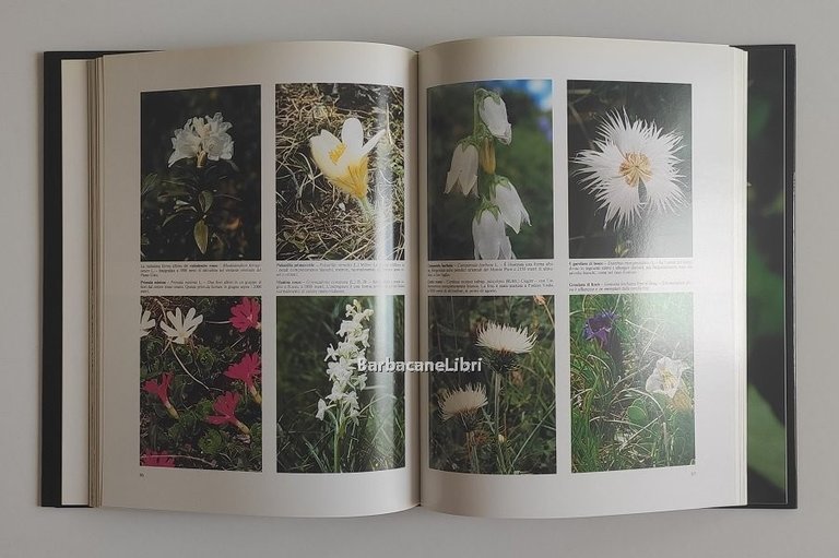 Fiori delle Dolomiti orientali. Indicazioni botaniche per un invito alla …