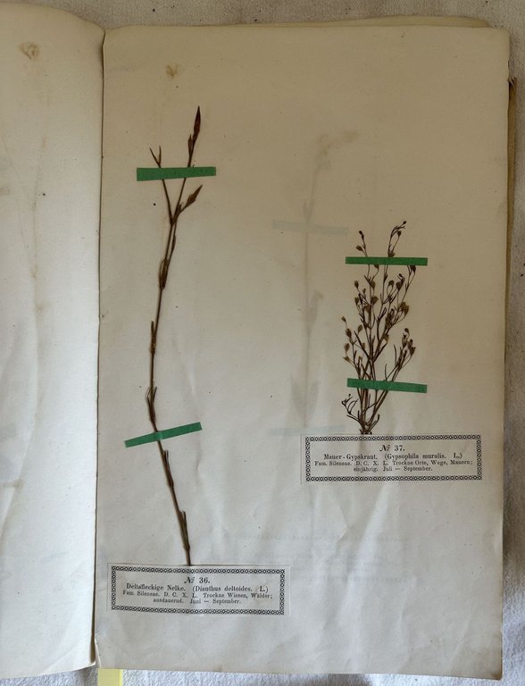 PHANEROGAMEN HERBARIUM VON HERMANN WAGNER LIEFERUNG II N. 26-50