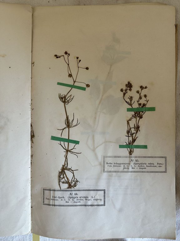 PHANEROGAMEN HERBARIUM VON HERMANN WAGNER LIEFERUNG II N. 26-50