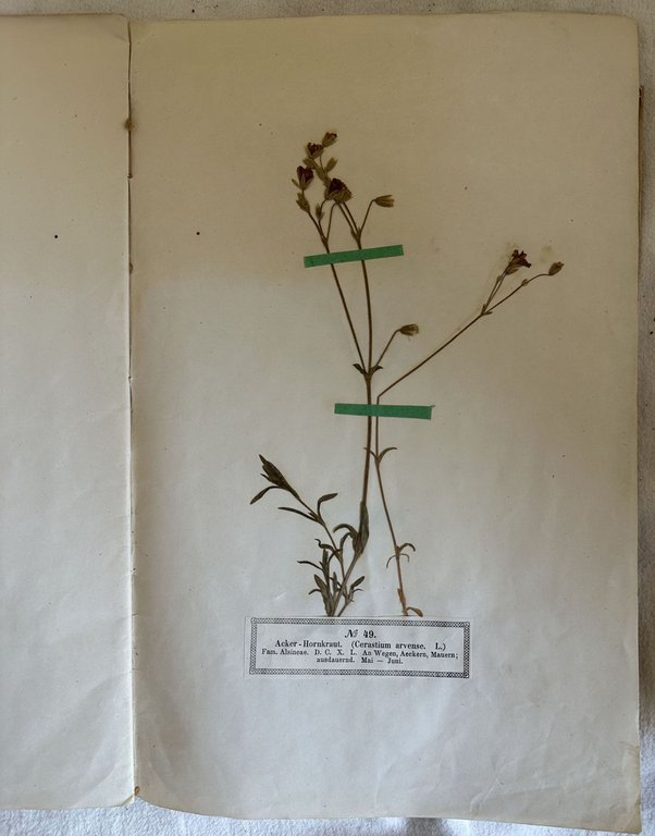 PHANEROGAMEN HERBARIUM VON HERMANN WAGNER LIEFERUNG II N. 26-50